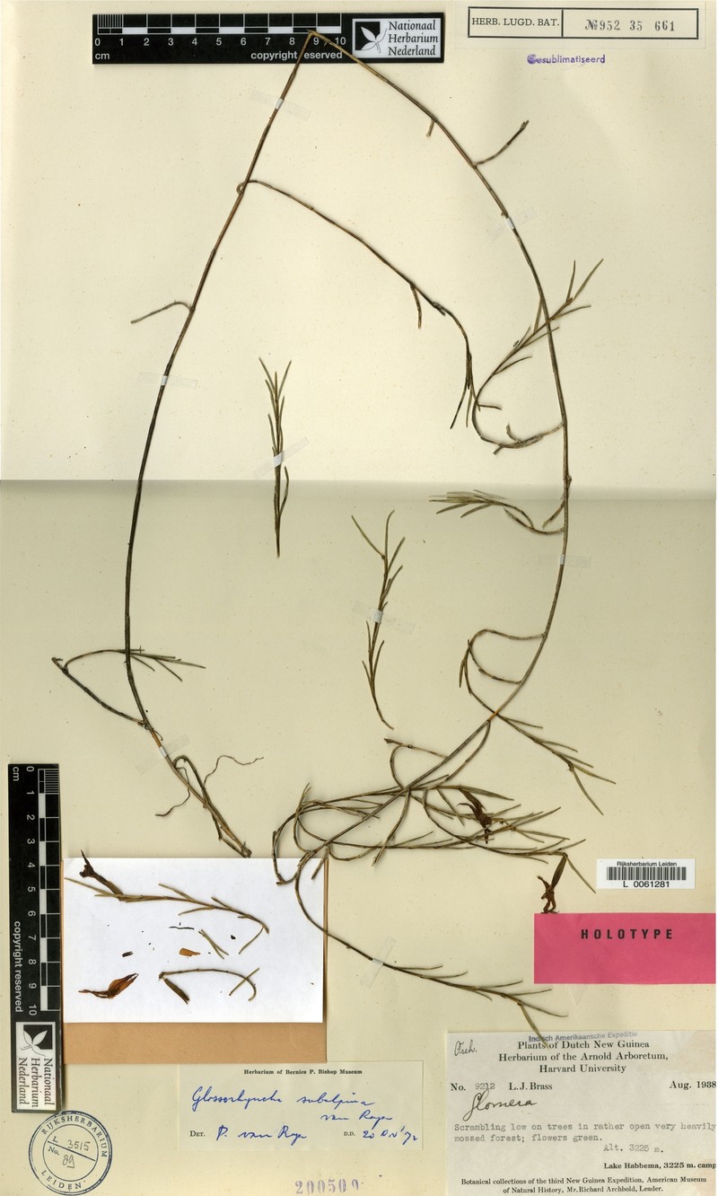 Glomera subnivalis photo 2