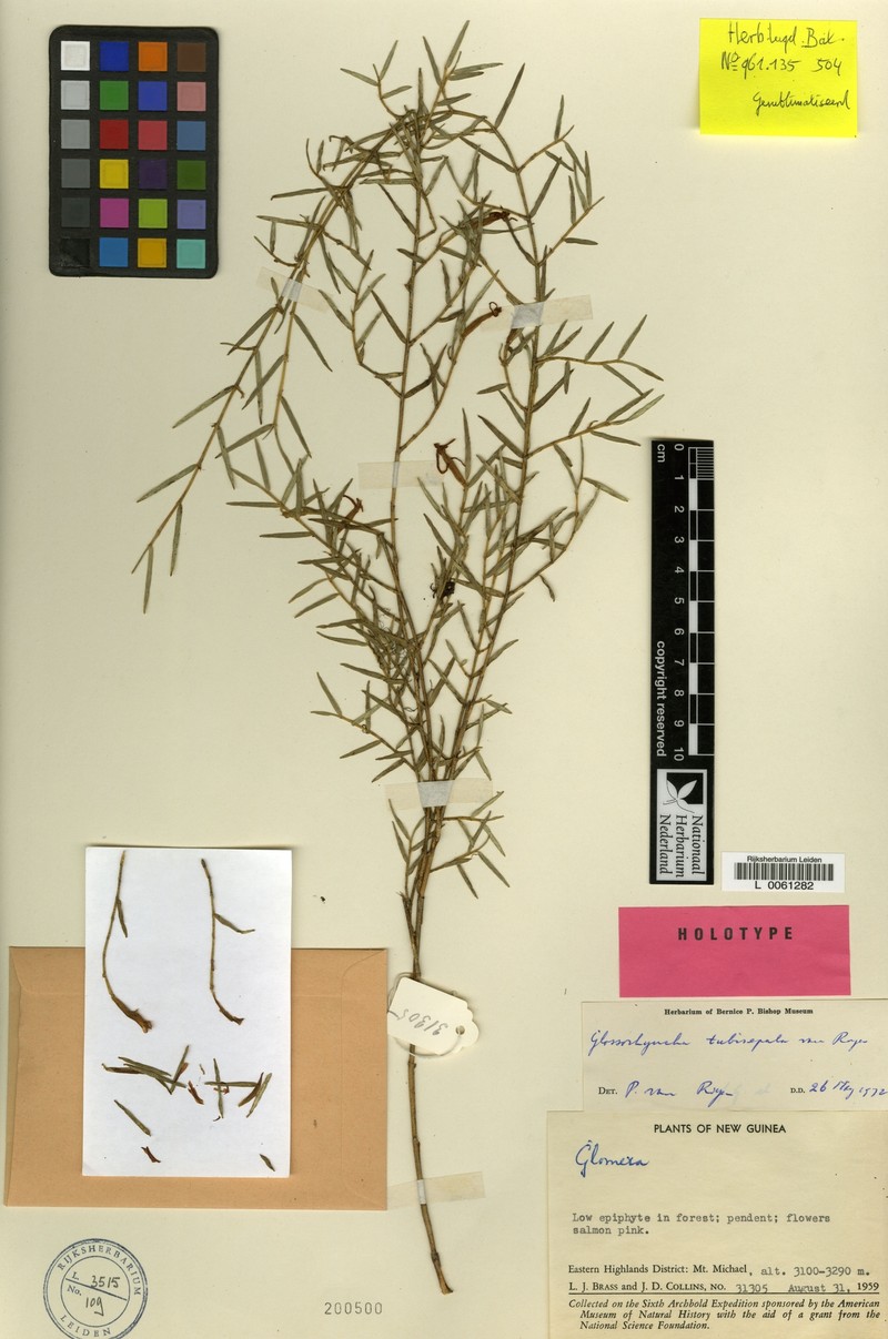 Glomera tubisepala