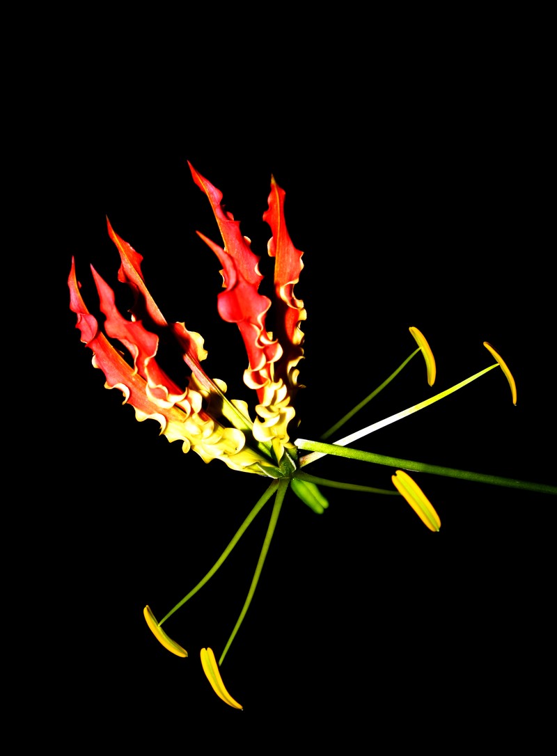 Flame Lily photo 2