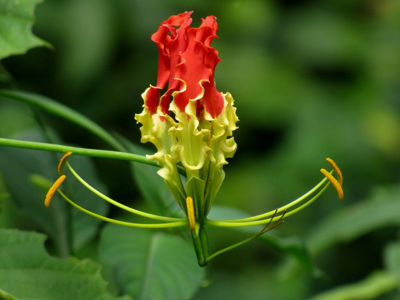 Flame Lily photo 3