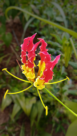 Flame Lily