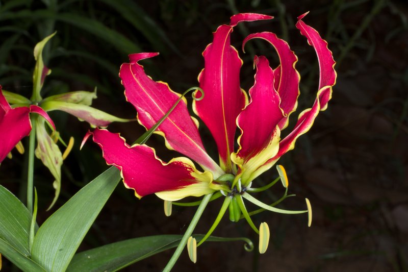 Flame Lily photo 4