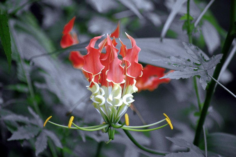 Flame Lily photo 7