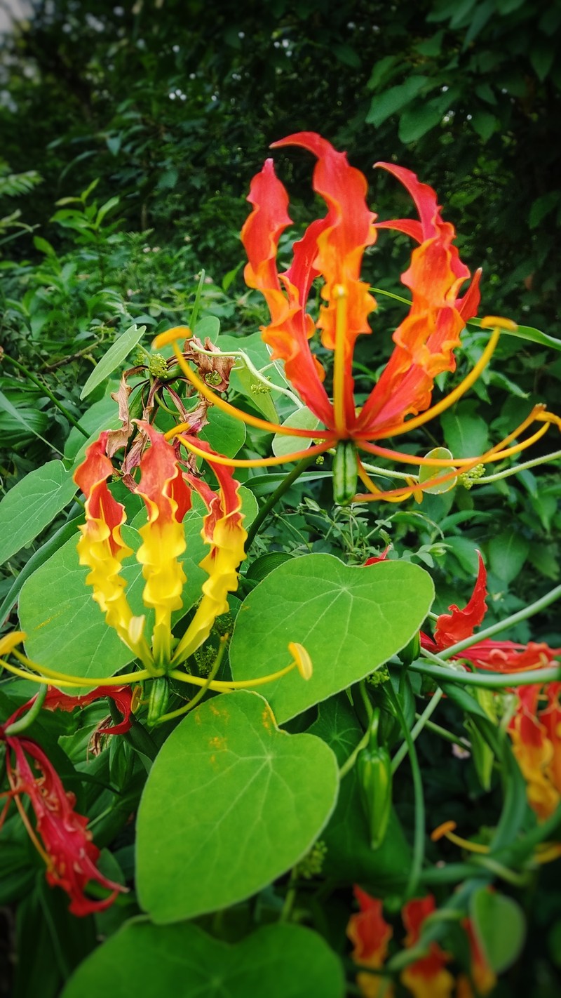 Flame Lily photo 8