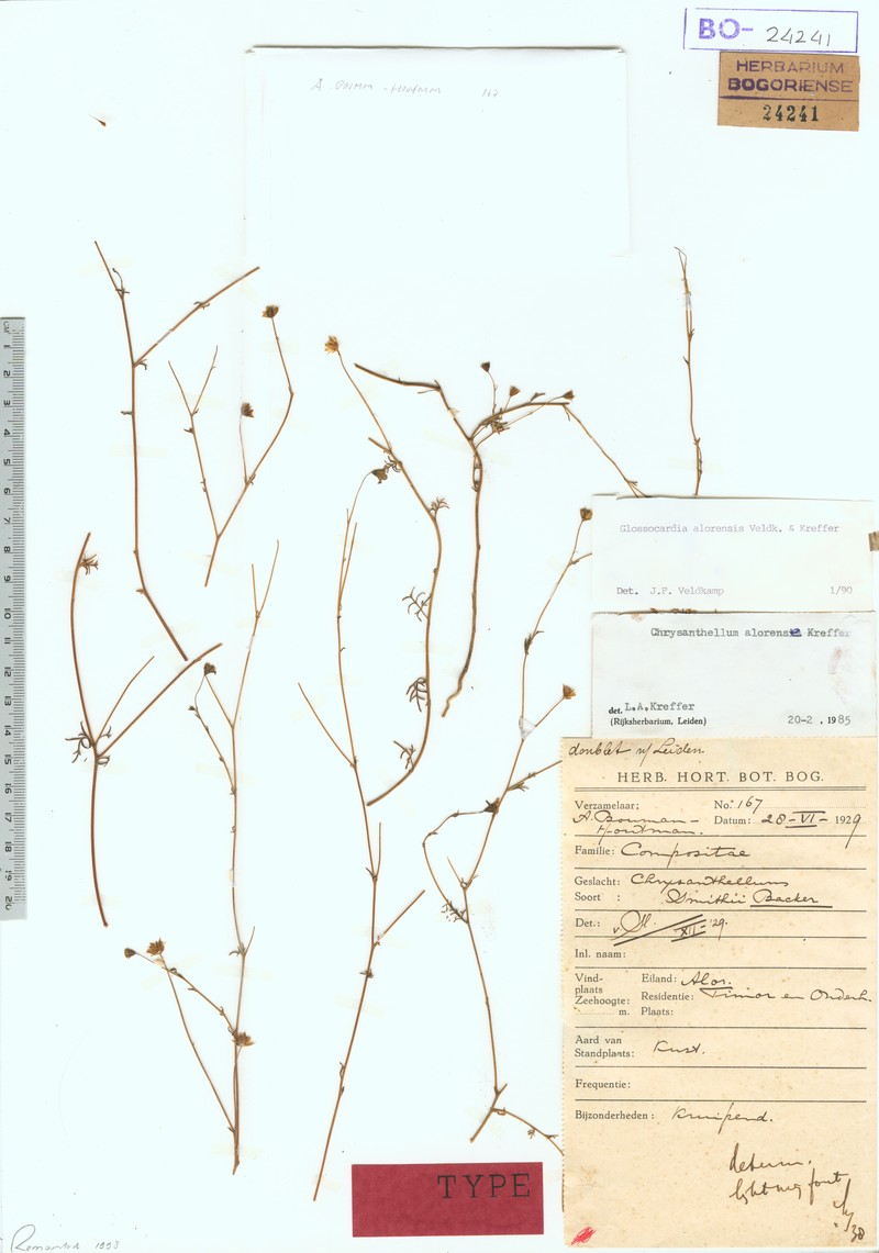 Glossocardia alorensis