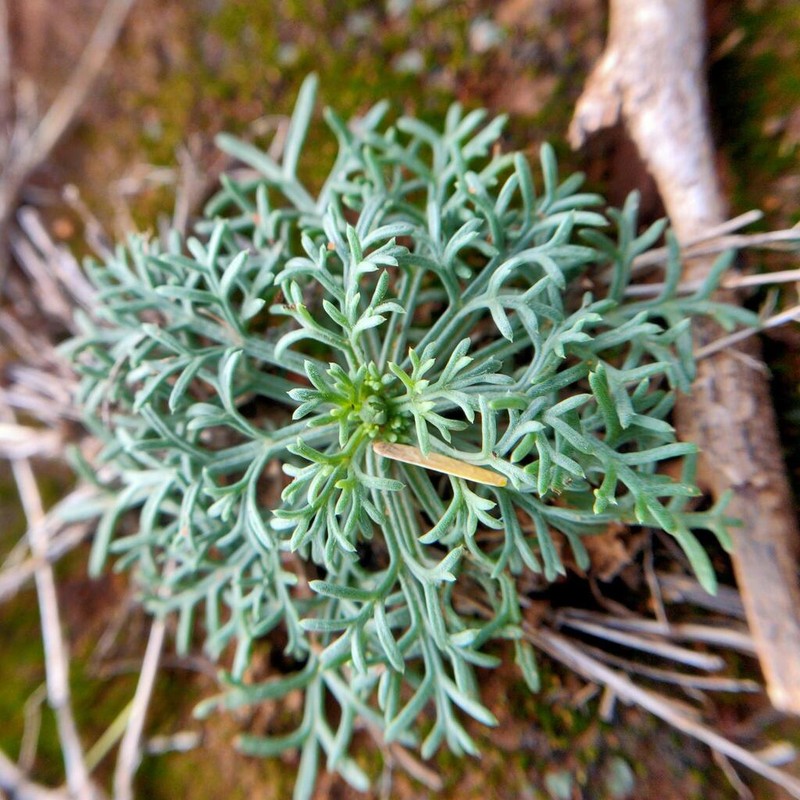 Glossocardia bosvallia