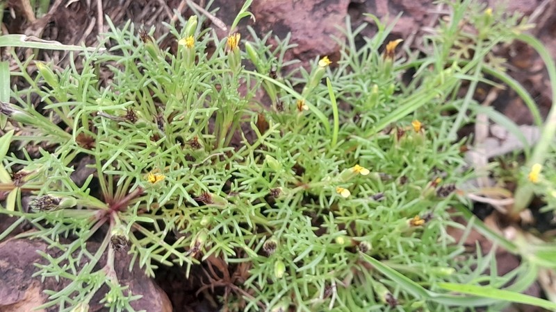 Glossocardia bosvallia photo 2