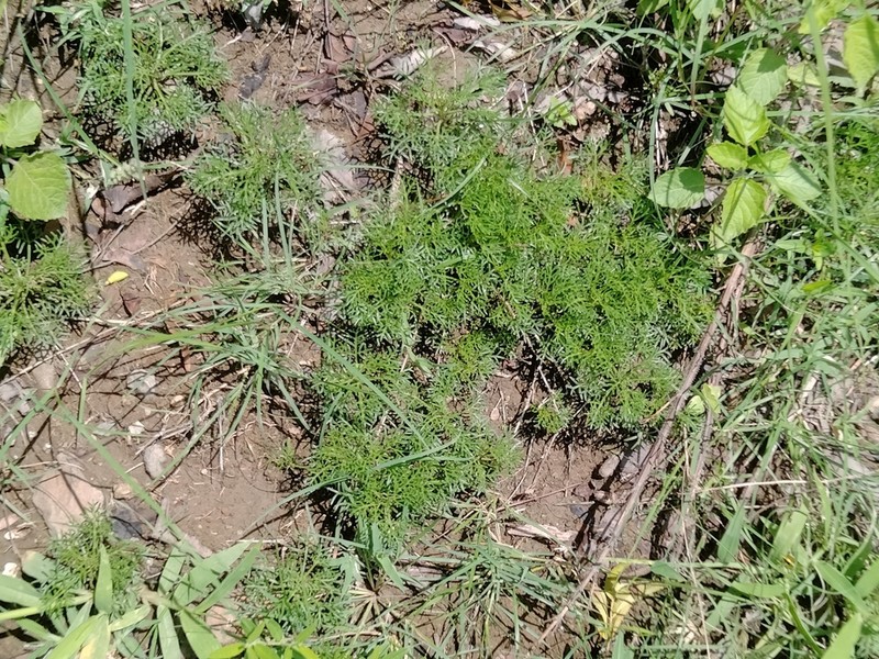 Glossocardia bosvallia photo 3