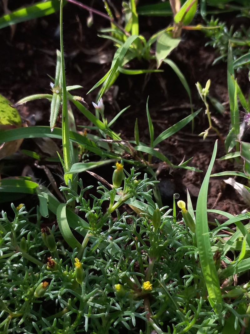 Glossocardia bosvallia photo 4