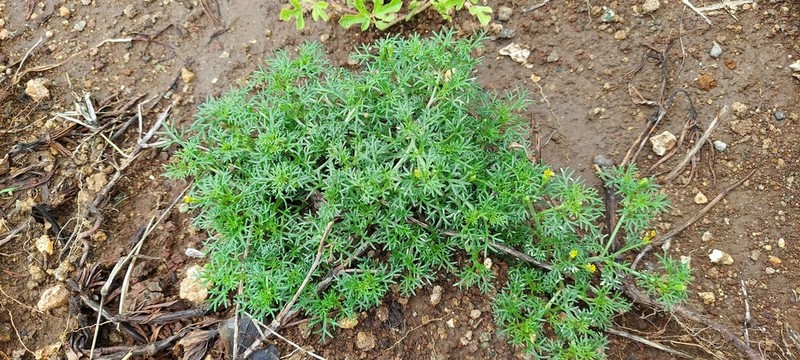 Glossocardia bosvallia photo 5