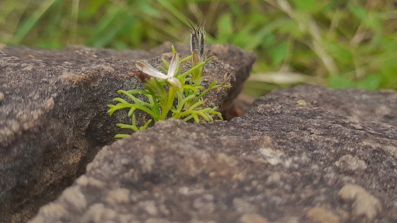 Glossocardia bosvallia photo 6