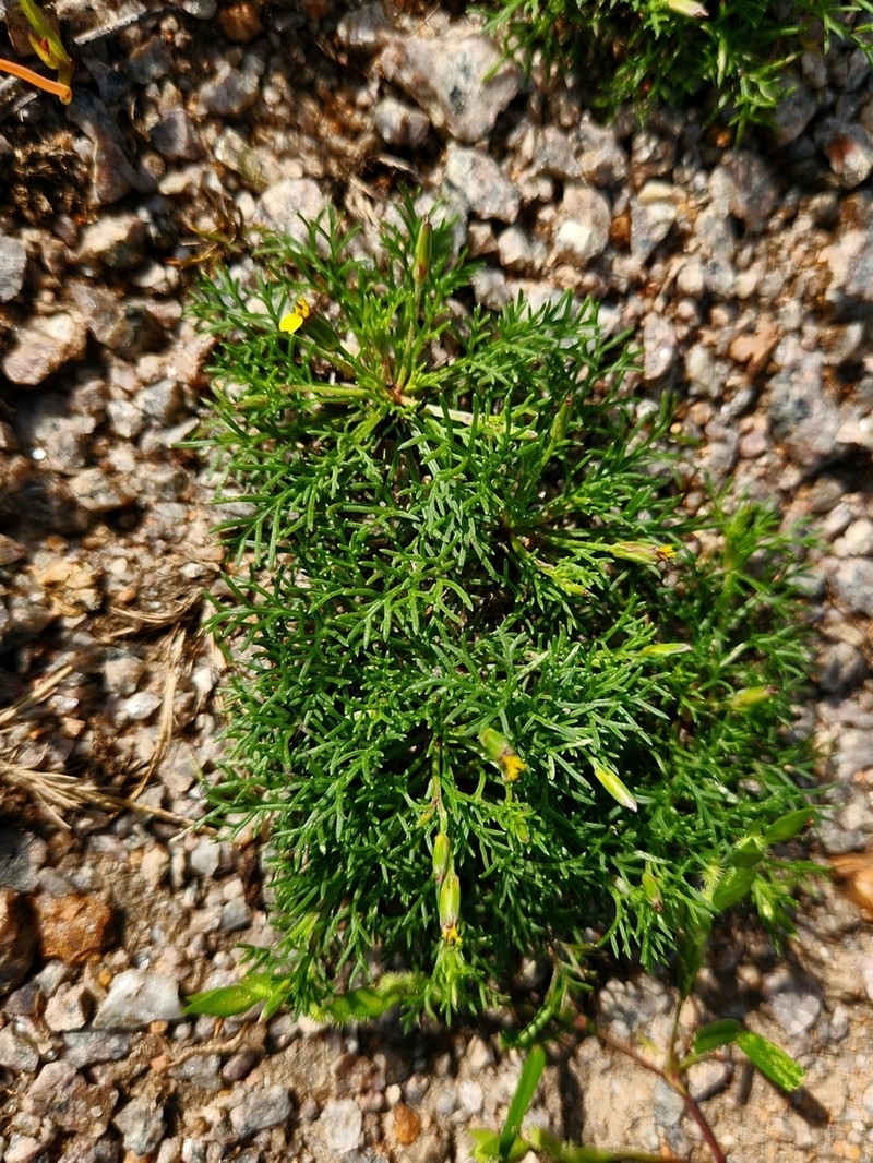 Glossocardia bosvallia photo 7