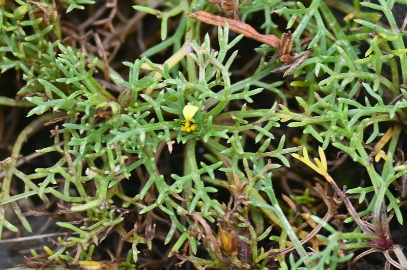 Glossocardia bosvallia photo 8