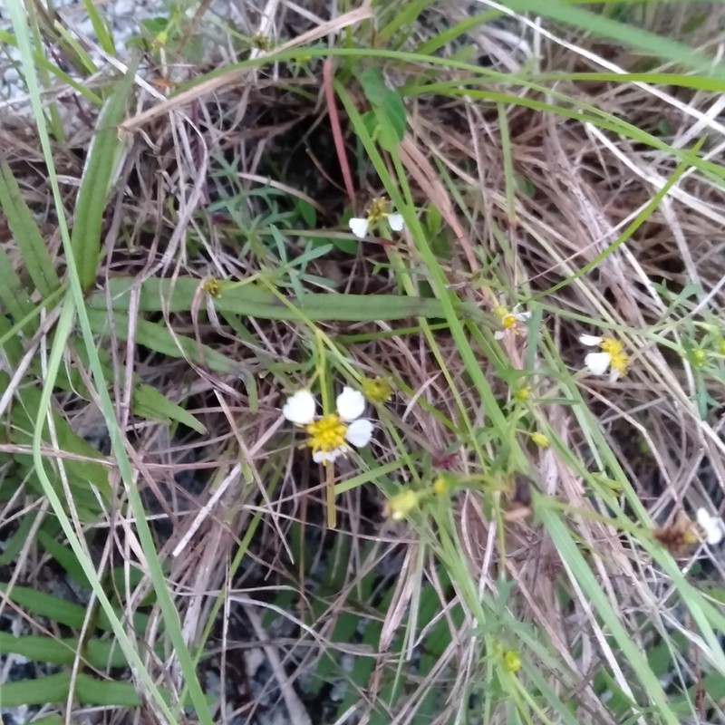 Glossocardia calva