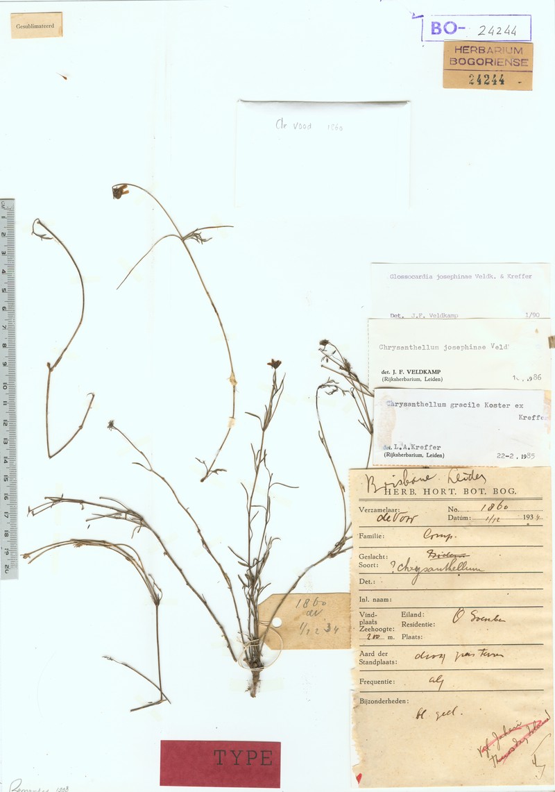 Glossocardia josephinae