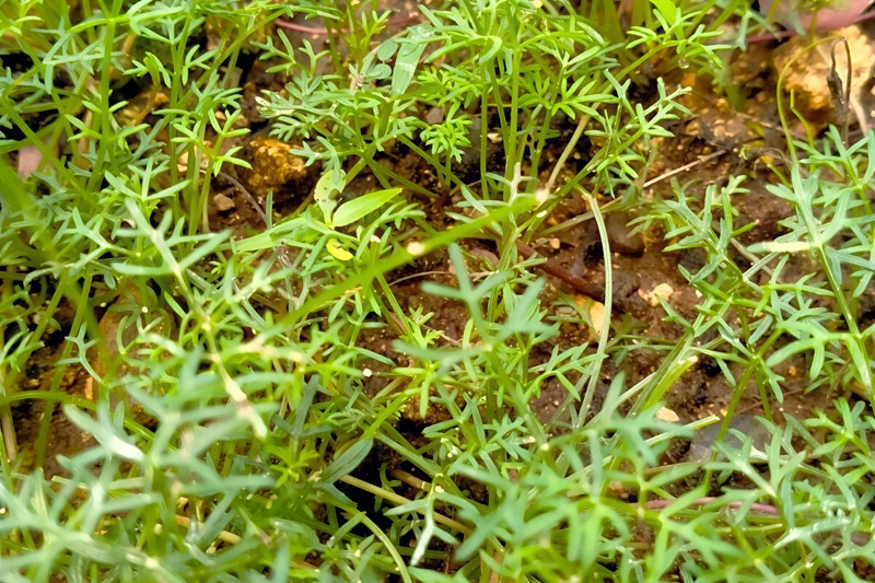 Glossocardia leschenaultii