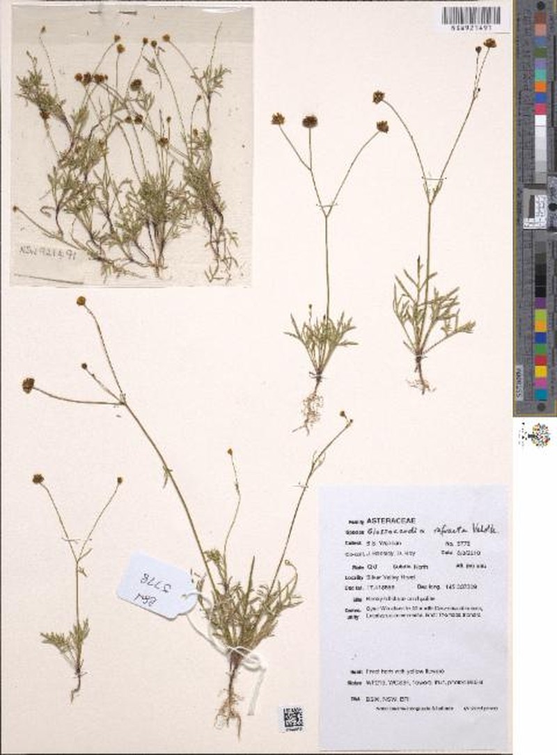 Glossocardia refracta