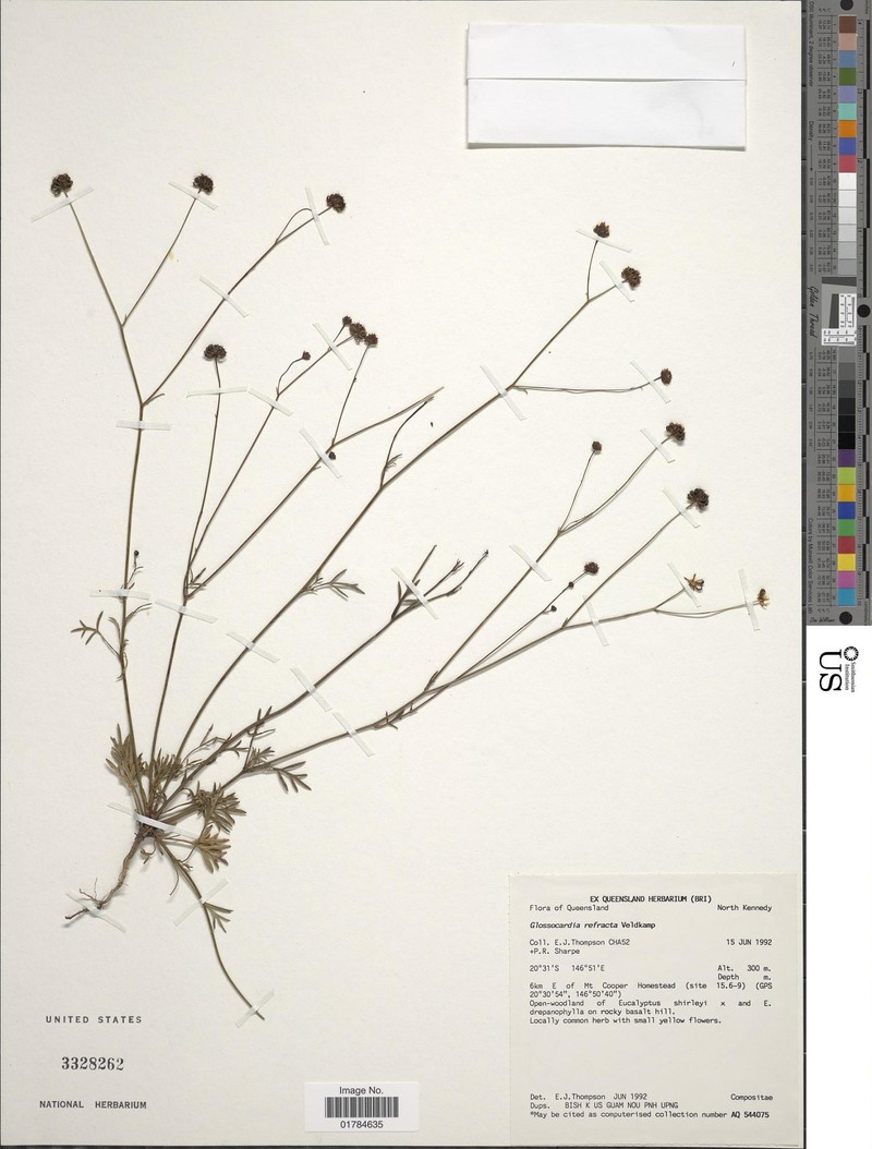 Glossocardia refracta photo 2