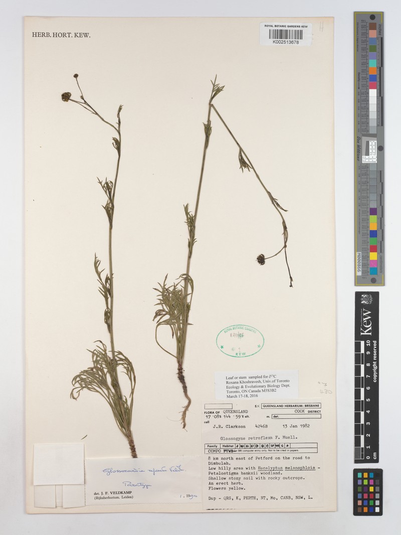 Glossocardia refracta photo 3