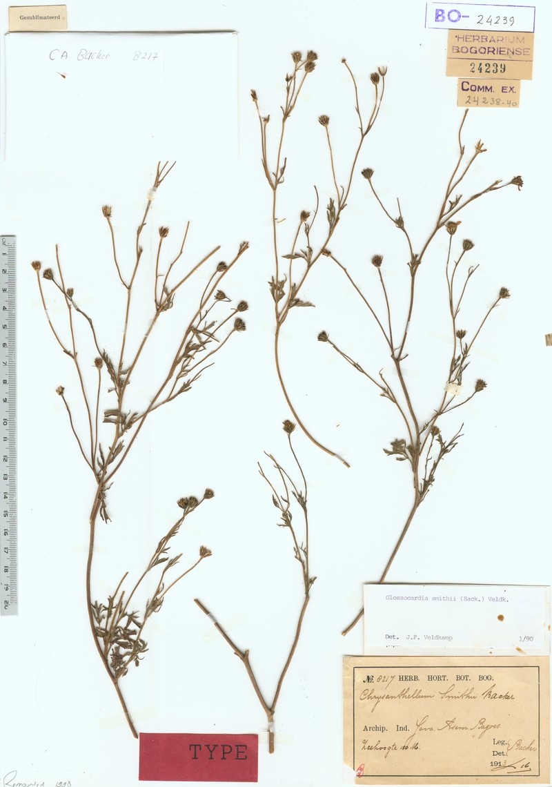 Glossocardia smithii