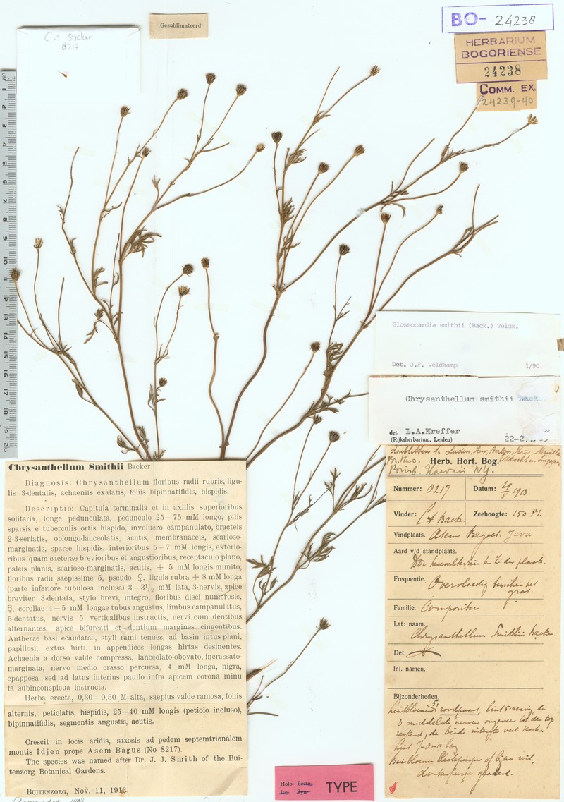 Glossocardia smithii photo 2