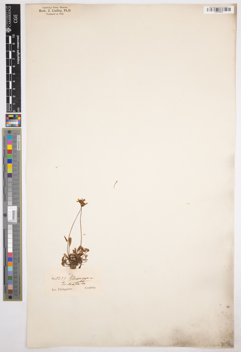 Glossocardia tridentata