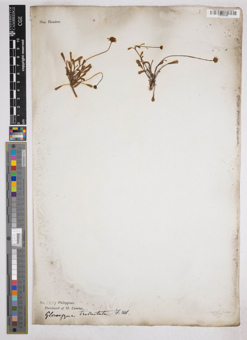 Glossocardia tridentata photo 2