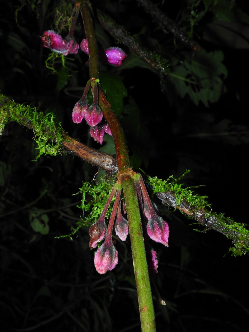 Glossoloma magenticristatum photo 3