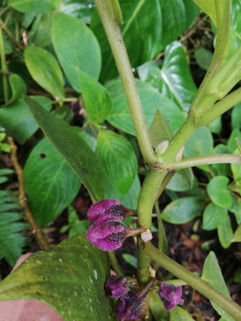 Glossoloma magenticristatum photo 4