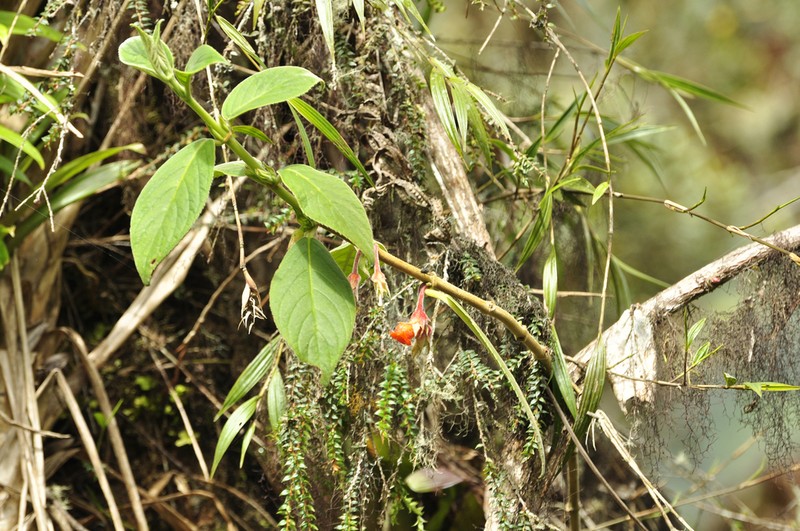 Glossoloma velutinum