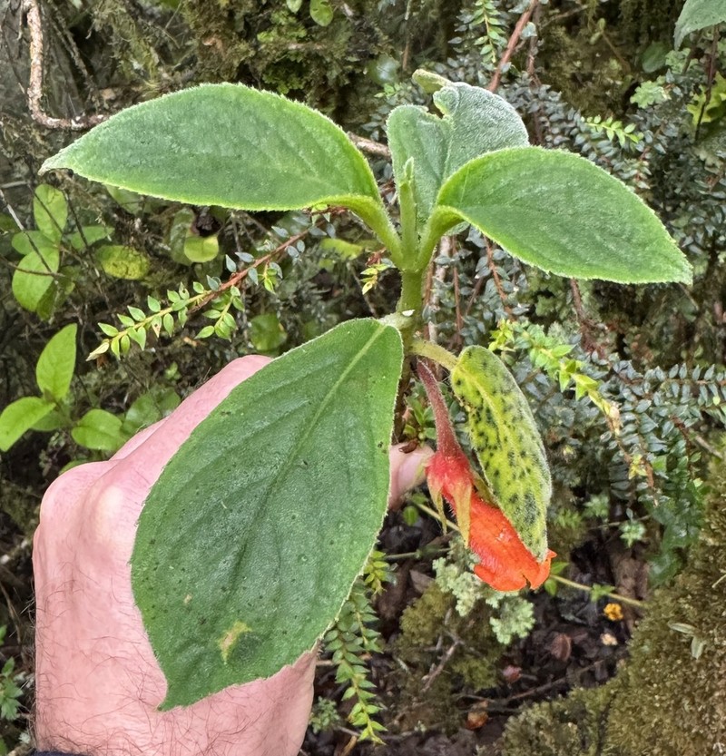 Glossoloma velutinum photo 2