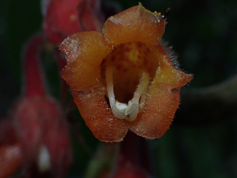 Glossoloma velutinum photo 3
