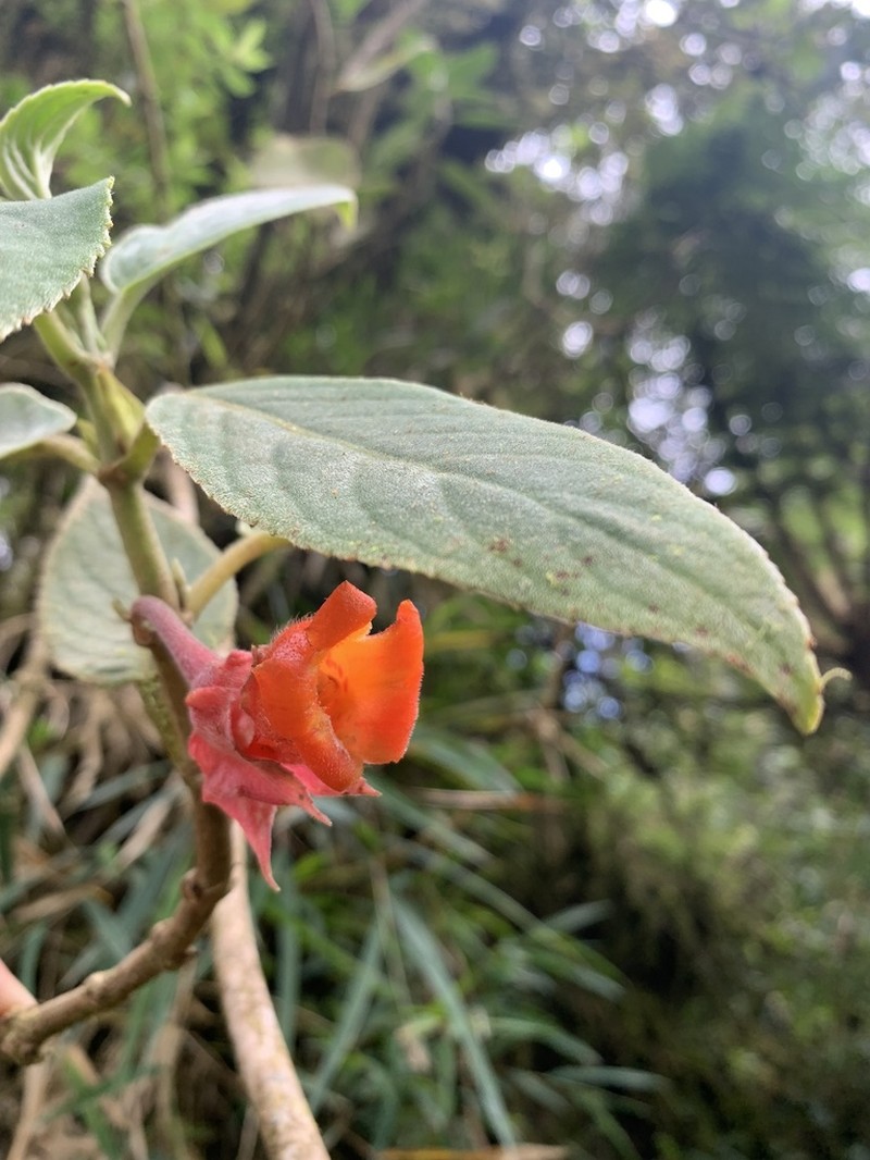 Glossoloma velutinum photo 4