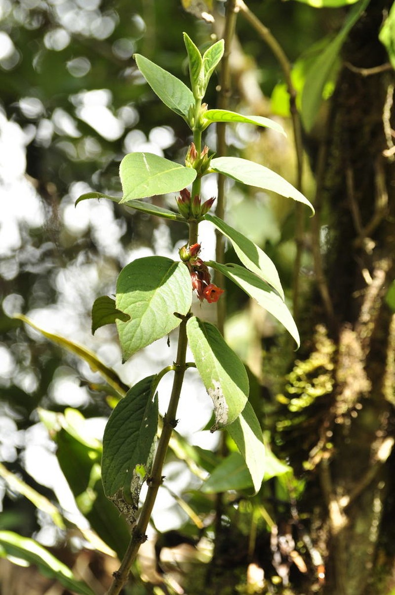 Glossoloma velutinum photo 5