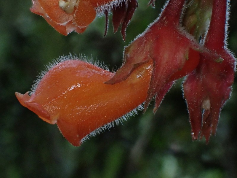 Glossoloma velutinum photo 7
