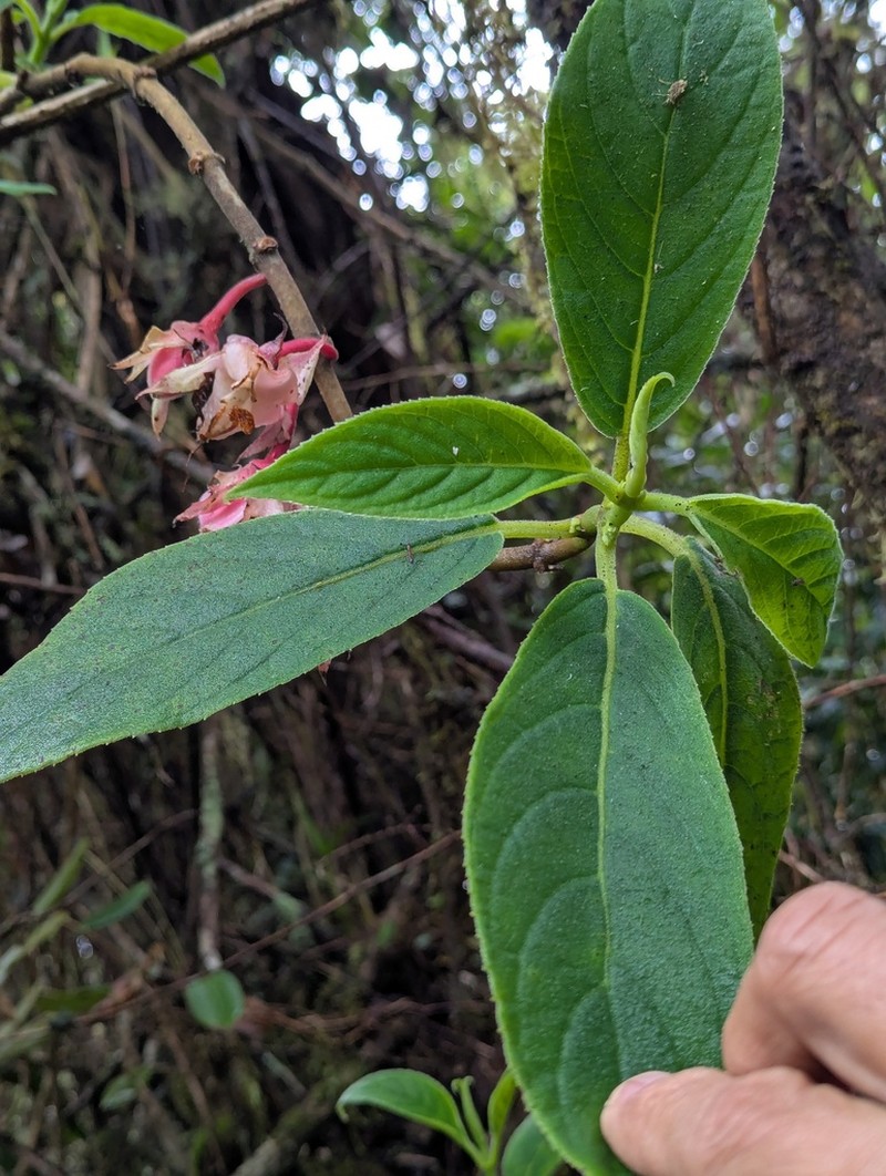 Glossoloma velutinum photo 8