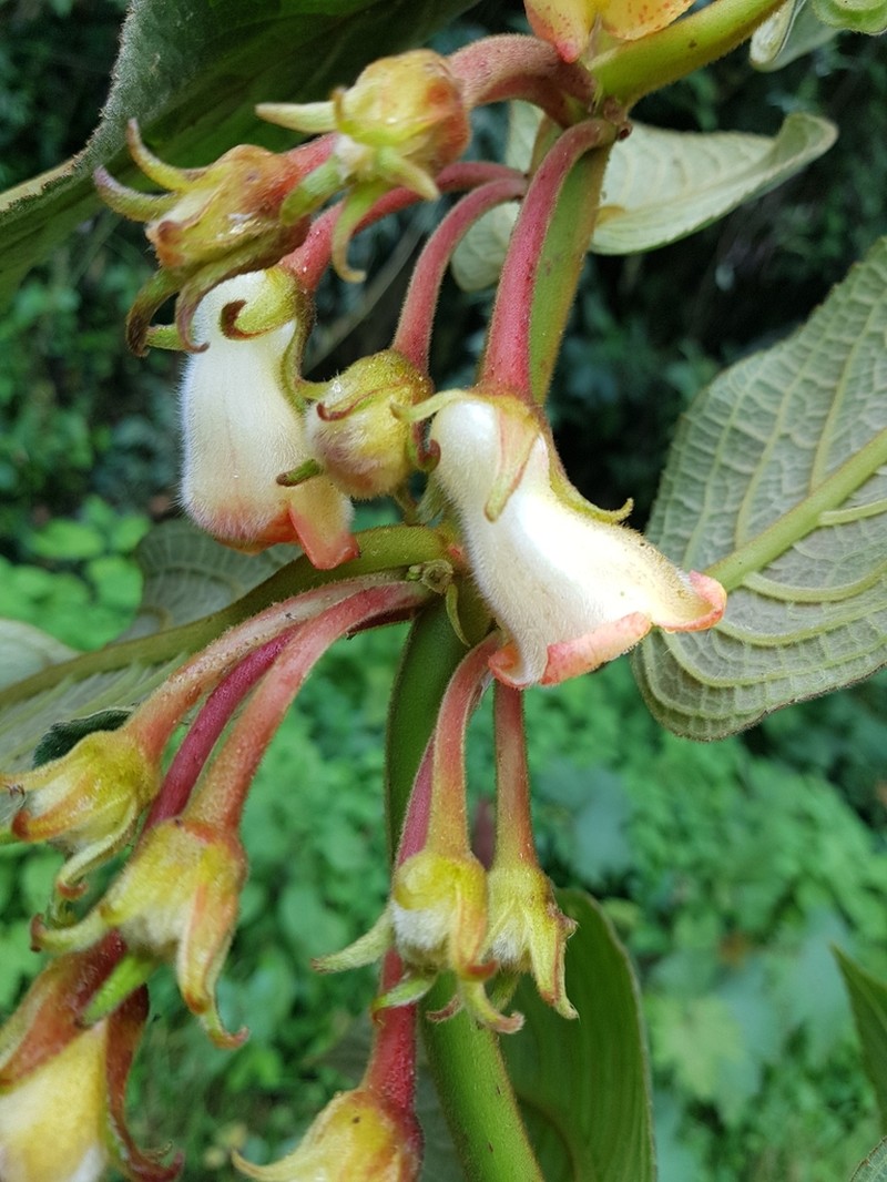 Glossoloma wiehleri photo 2