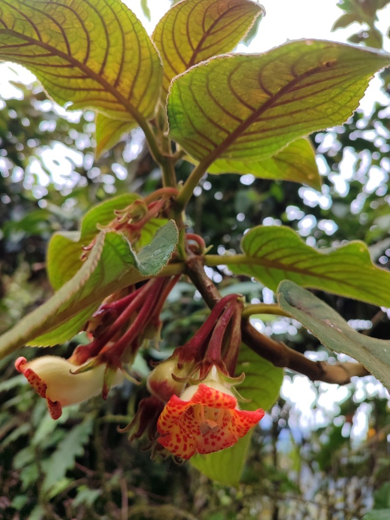 Glossoloma wiehleri photo 4