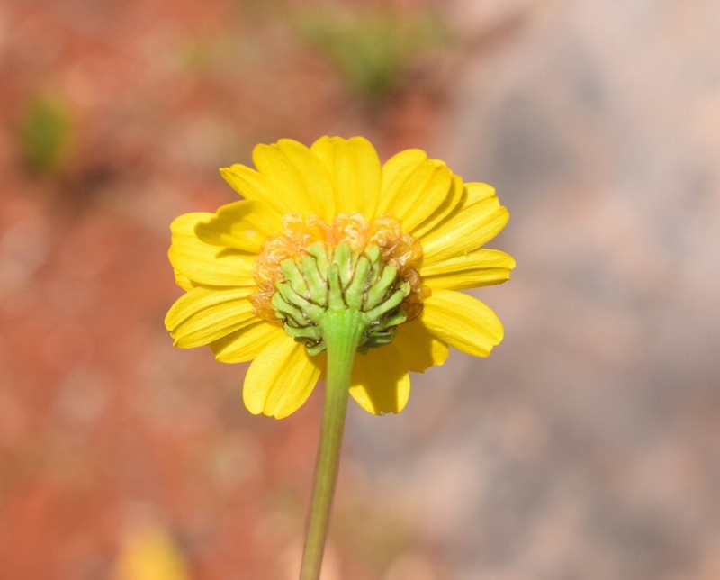 Glossopappus macrotus