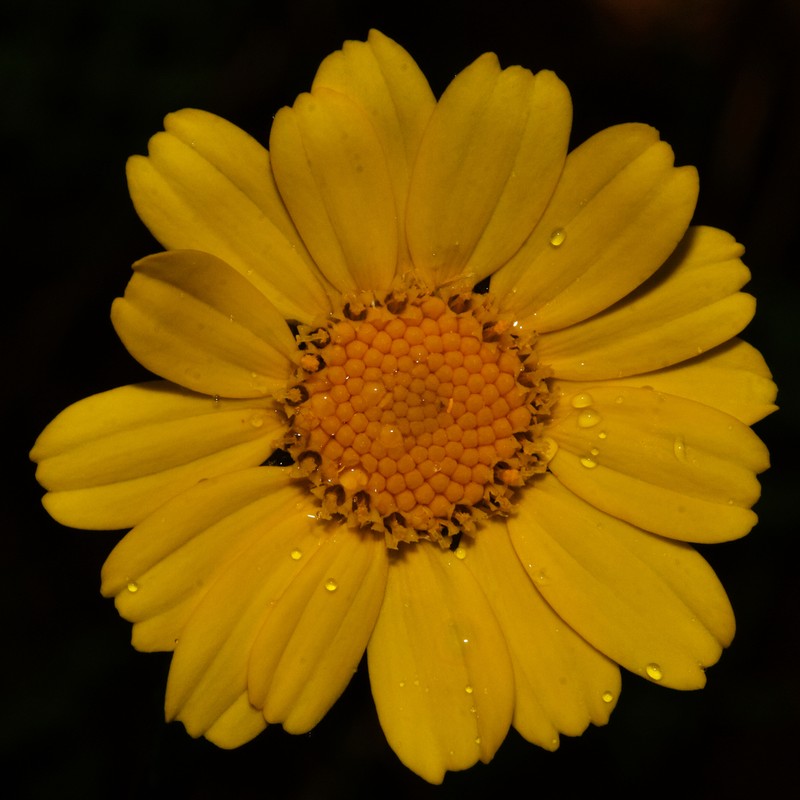 Glossopappus macrotus photo 2