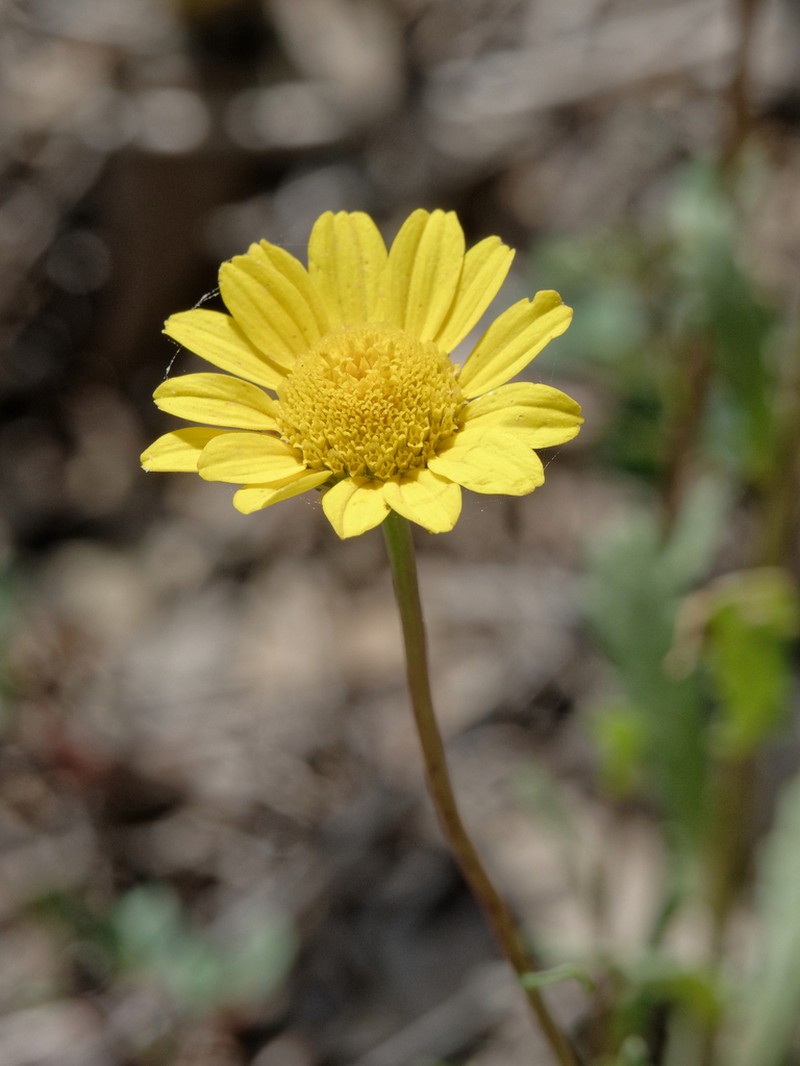 Glossopappus macrotus photo 3