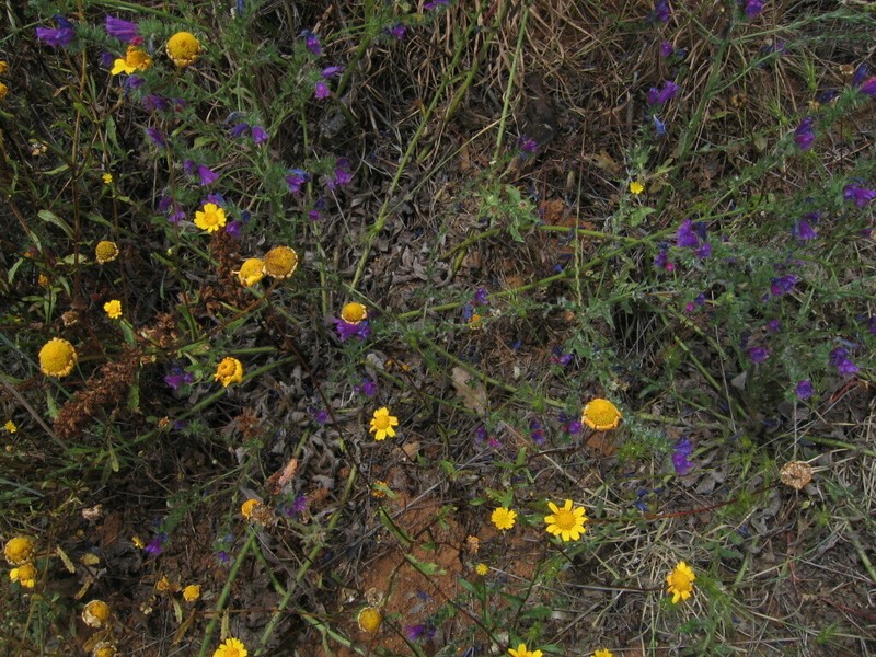Glossopappus macrotus photo 4