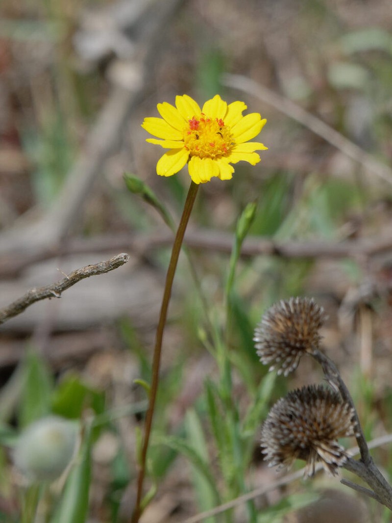 Glossopappus macrotus photo 5