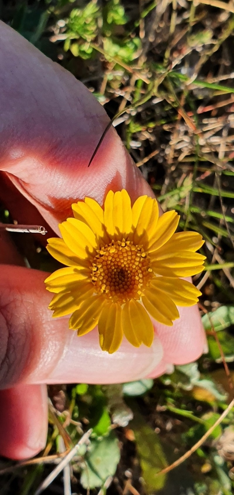 Glossopappus macrotus photo 6