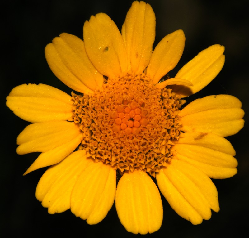 Glossopappus macrotus photo 7