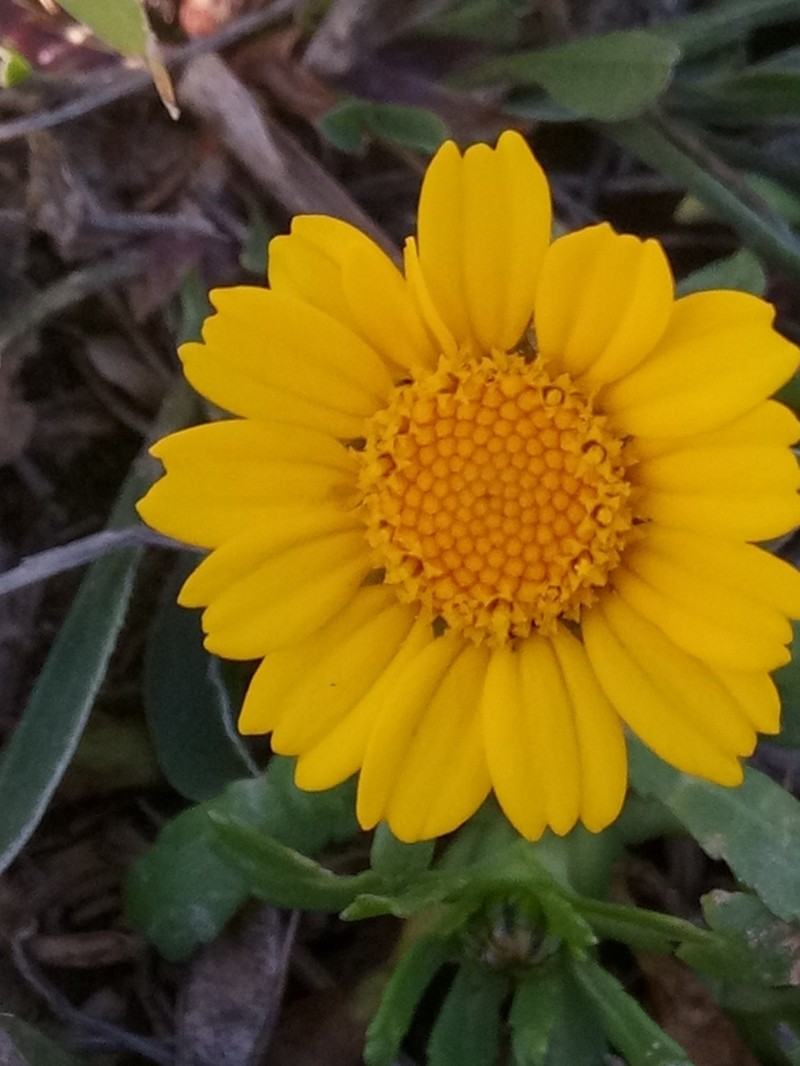 Glossopappus macrotus photo 8