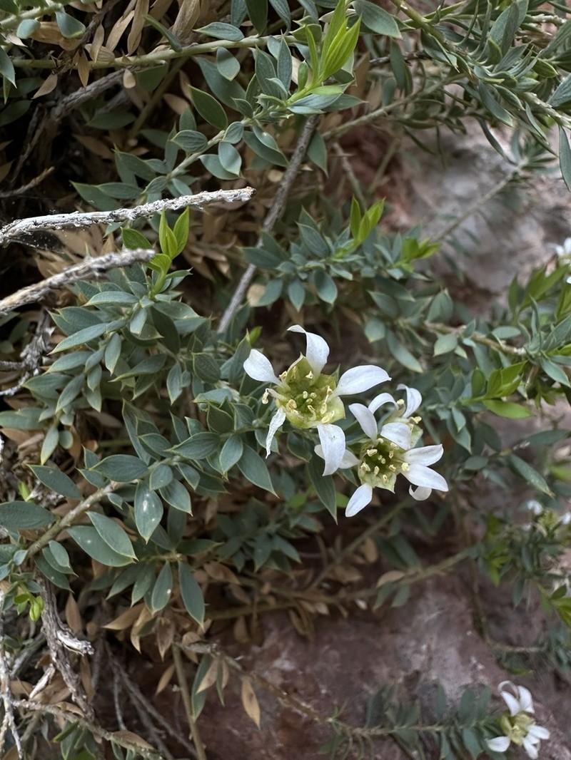 Dwarf Greasebush