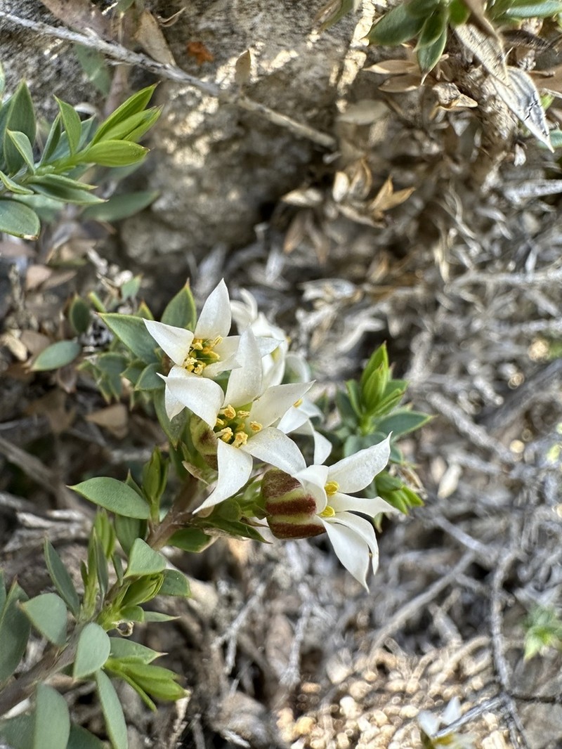 Dwarf Greasebush photo 2