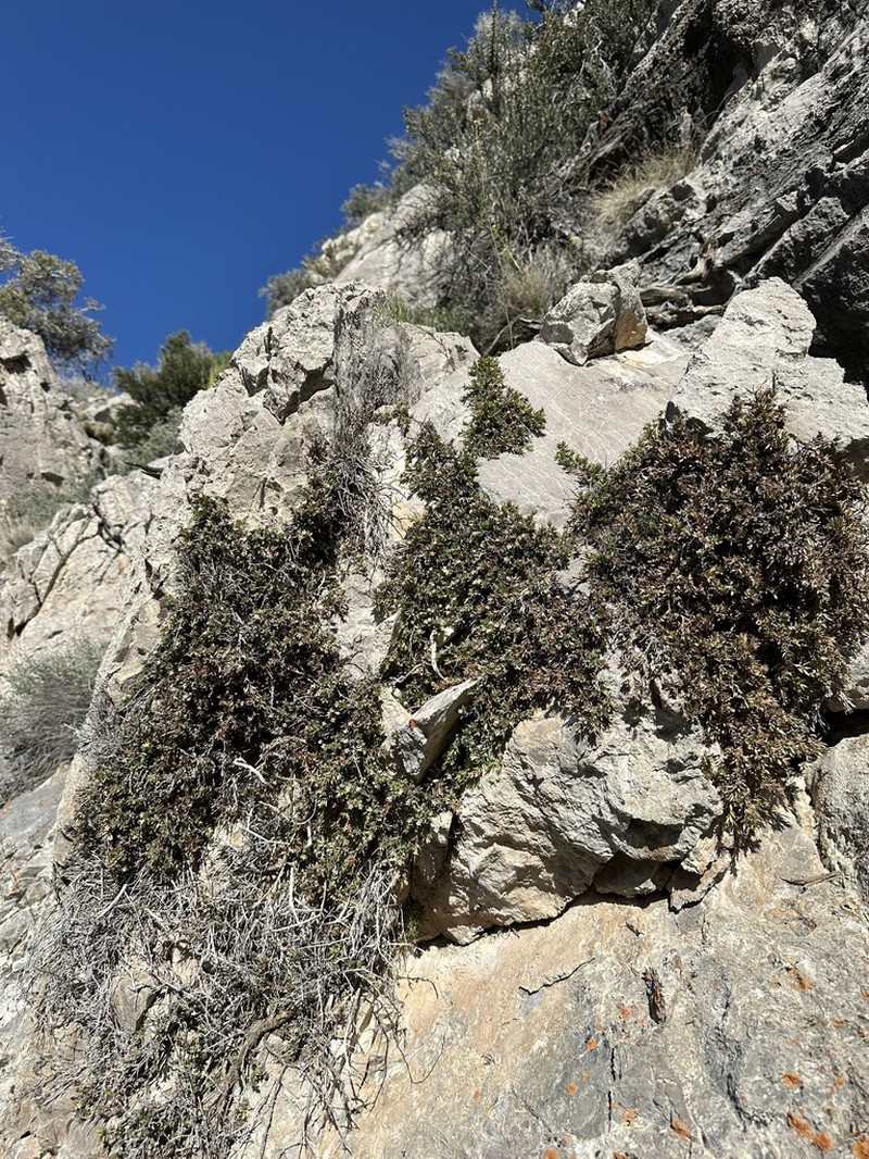 Dwarf Greasebush photo 3