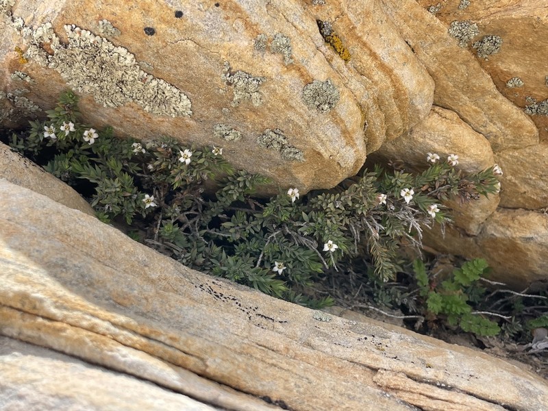 Dwarf Greasebush photo 4